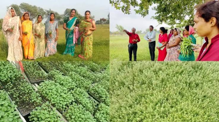 धमतरी मॉडल बना देश के लिए प्रेरणा : औषधीय पौधों की खेती से बदली महिलाओं की तकदीर, बढ़ेगा दायरा, अनुपयोगी भूमि पर उगी समृद्धि की नई फसल