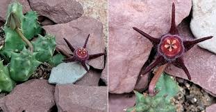 Image result for Duvalia polita