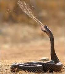 Mozambique Spitting Cobra Nature Animals Poisonous Snakes Animals