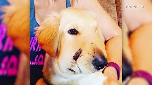 Why buy a golden retriever puppy for sale if you can adopt and save a life? Hero Puppy Takes Rattlesnake Bite To Save Owner