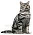 American Shorthair Cat Breeders Near Me Selling Kittens