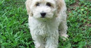 Black And White Cocker Spaniel Poodle Mix Bichon Frise Cocker Spaniel Mix Cocker Spaniel Mix Cocker Spaniel Unique Dog Breeds