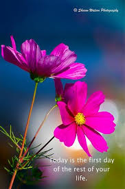 Today Is The First Day Of The Rest Of Your Life Garden Cosmos Aster Life Day Truth Quotes