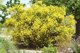 Smartscape Plant Details Spanish Broom Plants Planting Shrubs Hardy Plants