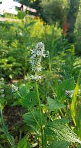 Image result for Cryptolepis hypoglauca