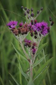Image result for Vernonia melleri
