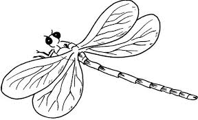 There are about 3,000 existing species. Pictures A Young Dragonfly Coloring Dragonfly Cartoon Coloring Pages Coloring Pages Bird Coloring Pages Dragonfly