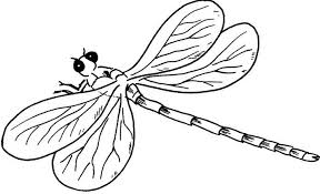 Here are some free dragonfly coloring pages for you to print out. Pictures A Young Dragonfly Coloring Dragonfly Cartoon Coloring Pages Insectos Dibujos Insectos Voladores