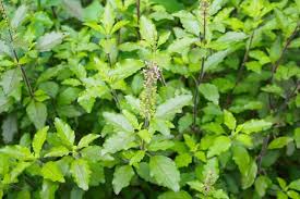 Maybe you would like to learn more about one of these? 9 Best Indian Herb Garden Plants India Gardening