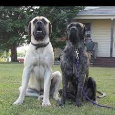 What is an english mastiff, how long do they live, how big do they get, what are their behavioral height of a full grown english mastiff (how long do they grow). 170 Ideas De English Mastiff Mastin Ingles Perros Mascotas