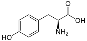 Unlike saint john's wort, an herbal remedy that can take two months to work, and prescription antidepressants, which probably won't kick in for about six weeks, tyrosine works very quickly. Tyrosine Wikipedia