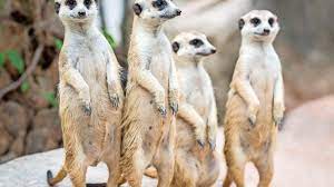 In deutschen zoos sind die lustigen kleinen schleichkatzen immer ein. Private Erdmannchenhaltung In Der Schweiz Tierwelt