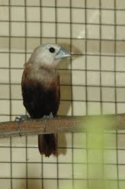 Tahukah anda bahwa arti dari mimpi menangkap kemudian melepaskan burung pipit mungkin mempunyai makna yang baik atau bahkan buruk bagi berikut ini adalah beberapa arti dari mimpi menangkap kemudian melepaskan burung pipit, di antaranya adalah mimpi menangkap burung. Burung Pipit Uban Wikipedia Bahasa Melayu Ensiklopedia Bebas