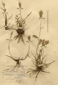 Image result for Harpachne schimperi