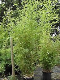 Phyllostachys Bissetii Family Poaceae Originating From China A Beautiful Bamboo From China With Lovely Green Culms Canes Forms A Dense Canopy And Is Ideal