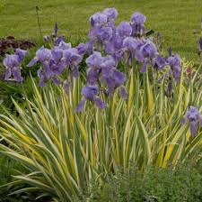 Full sun to part shade height: Iris Pallida Variegata Perennial Resource
