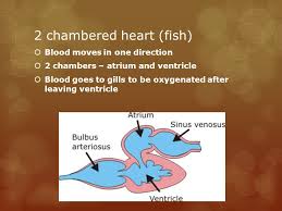 (a) amphibian, reptiles, birds (b) crocodiles, birds, mammals (c). Anatomy Of The Heart What Is The Purpose Of A Heart Not All Organisms Have A Heart What Is The Advantage Of Having A Heart Ppt Download