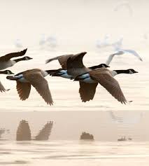 Not only does this make landing difficult, but geese loath the sensation and irritation of the netting under their feet. About Geese On Martha S Vineyard Geese Partners