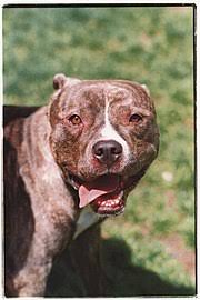 Find pitbull puppies for sale from a vast selection of animals. Pit Bull Wikipedia