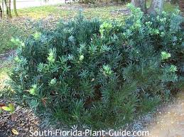 Yew plum pine podocarpus shrub. Dwarf Podocarpus