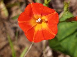 Image result for Ipomoea shirambensis