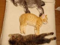 I Saw The Small Thumbnail Of This On My Phone And Thought It Was A Monster Lol Crazy Cats Kittens Cutest Animals