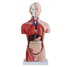 This includes the eye, female thoracic wall, half of the lung, heart, liver, stomach and more. Amazon Com Human Torso Body Anatomy Model 11 Inch 15 Parts Organ Structure Model For School Medical Education Industrial Scientific