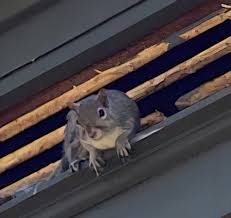 If you need a reliable company to protect your property, our exterminators will work with you to customize a pest management plan that focuses on prevention. Virginia Professional Wildlife Removal Services Llc Richmond Va