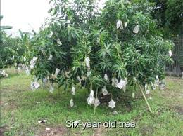 Largest fruit plants sale free all india delivery. Dwarf Mango Tree Mango Tree Dwarf Trees Grafting Fruit Trees