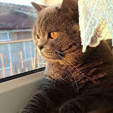mincirmak isteyen parfum kirpik guzellik demetakalin tatil bursa kadin hercai petshop sahur nikah kedisahiplenme ask gu cats animals