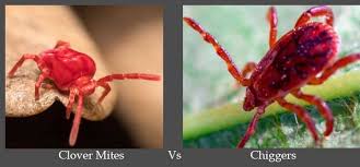 Clover mites feed on grasses, clovers, and certain other plants in the lawn and around the home. Clover Mites Vs Chiggers Main Points And How To Prevent Them
