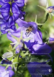 Wildbienen Und Bluhkalender 2016 12 Heimische Wildbienen Arten Die In Unseren Garten Haufig Vorkommen Werden Vorgestellt Ei Wildbienen Mauerbienen Bienen