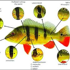 Ju Lian Chong Senior Lecturer Researcher Zoology Genetics Molecular Ecology Universiti Malaysia Terengganu Kuala Terengganu Umt Biodiversity Program School Of Marine And Environmental Sciences Institute