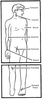 nursing fundamentals ii multimedia edition vital signs