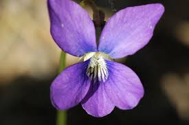 Wisconsin State Flower Wood Violet Viola Papilionacea Wisconsin State Flowers Wisconsin