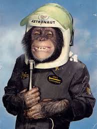 Klappersacks Monkeys Funny Monkey Art Chimp