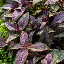 Image result for Strobilanthes
