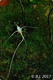 Image result for Diaphananthe fragrantissima