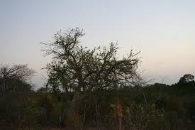 Image result for Strychnos cocculoides