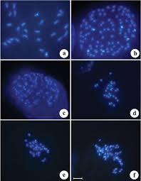 Image result for Phyllanthus odontadenius