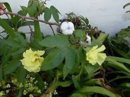 Image result for Gossypium