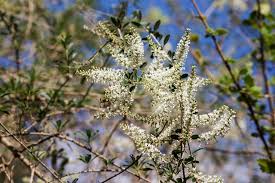 Image result for Aloysia