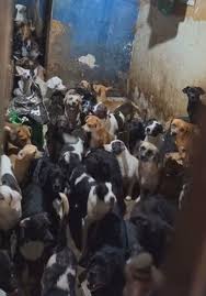 Ceilândia (DF): Homem é preso suspeito de manter mais de 100 cães em maus-tratos