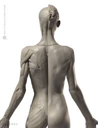 No anatomical reference is as inexpensive and as loaded with meticulously detailed. Anatomytools Com Human Anatomy Female Anatomy Reference Human Muscular System