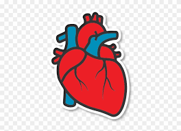 Check spelling or type a new query. How Do You Communicate That In Only Seven Years From Cartoon Human Heart Drawing Free Transparent Png Clipart Images Download