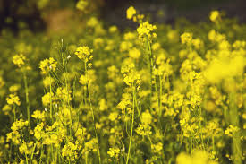 What Does A Mustard Plant Look Like Mustard Plant Mustard Seed Plant Plants