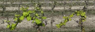 Image result for Pseudopeziza tracheiphila