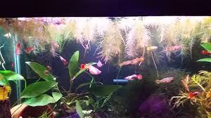 Breeding guppies in a tank, where a betta fish is present, it is very challenging. Male Betta Living With Lots Of Guppies Youtube