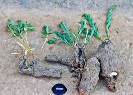 Image result for Maerua