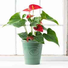 So many seed packs(squash, cukes, corn etc.) say to plant on hills. Spring Hill Nurseries 4 In Pot Dutch Red Anthurium Live Potted Tropical Plant 1 Pack 75294 The Home Depot In 2020 Spring Hill Nursery Plants Anthurium